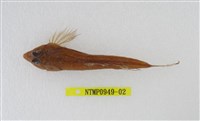 藏品(長崎斜棘(魚銜))的圖片